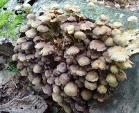 このキノコは何ですか 白樺の倒木に大量に発生してました 食べる Yahoo 知恵袋