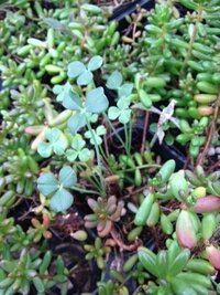このクローバーのような多肉植物について教えて下さい。海外の植物