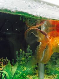 金魚が1尾だけ鼻上げをしています 現在水槽で小型の金魚を5尾飼っていま Yahoo 知恵袋