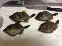 この魚は食べれるカワハギでしょうか カワハギの仲間には毒持ちも居ると聞い Yahoo 知恵袋