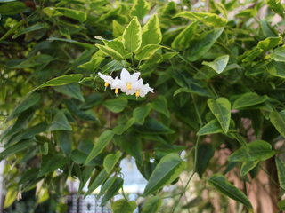 白い小さな花が咲きました つる性の植物でどんどん成長しています 今ちょう Yahoo 知恵袋