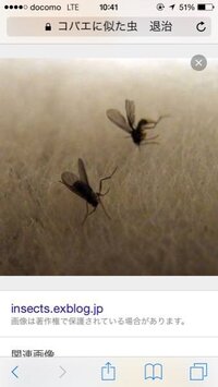 最近お家にコバエに似た虫がよく 飛んでいます 2種類いてチョウバエ Yahoo 知恵袋