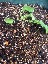 トマトの芽が出た後 しぼんだように倒れるものがあります 今年 種からト Yahoo 知恵袋