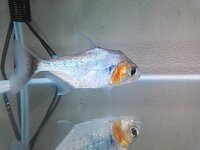 どなたか教えていただきたいのですが ピラニアスーパーノタータス Yahoo 知恵袋