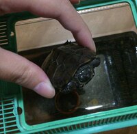 亀の飼育について質問です 弟が地元のフェスティバルでカメを貰っ Yahoo 知恵袋