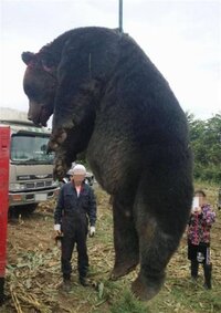 北海道で400kgの熊が仕留められたようですこれは 脳髄が壊れて 異常に Yahoo 知恵袋