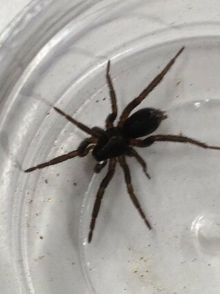 この蜘蛛は何でしょうか タナグモの仲間のオスでしょう 触肢 Yahoo 知恵袋