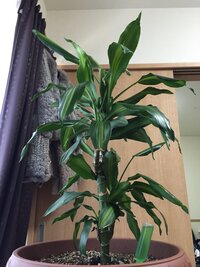 観葉植物についてこの観葉植物の種類が分かりません 後 元気がないのですが Yahoo 知恵袋