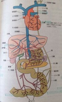 肝門脈は小腸と肝臓をつなぐと習ったのですが、センター過去問解いてて脾臓か... - Yahoo!知恵袋