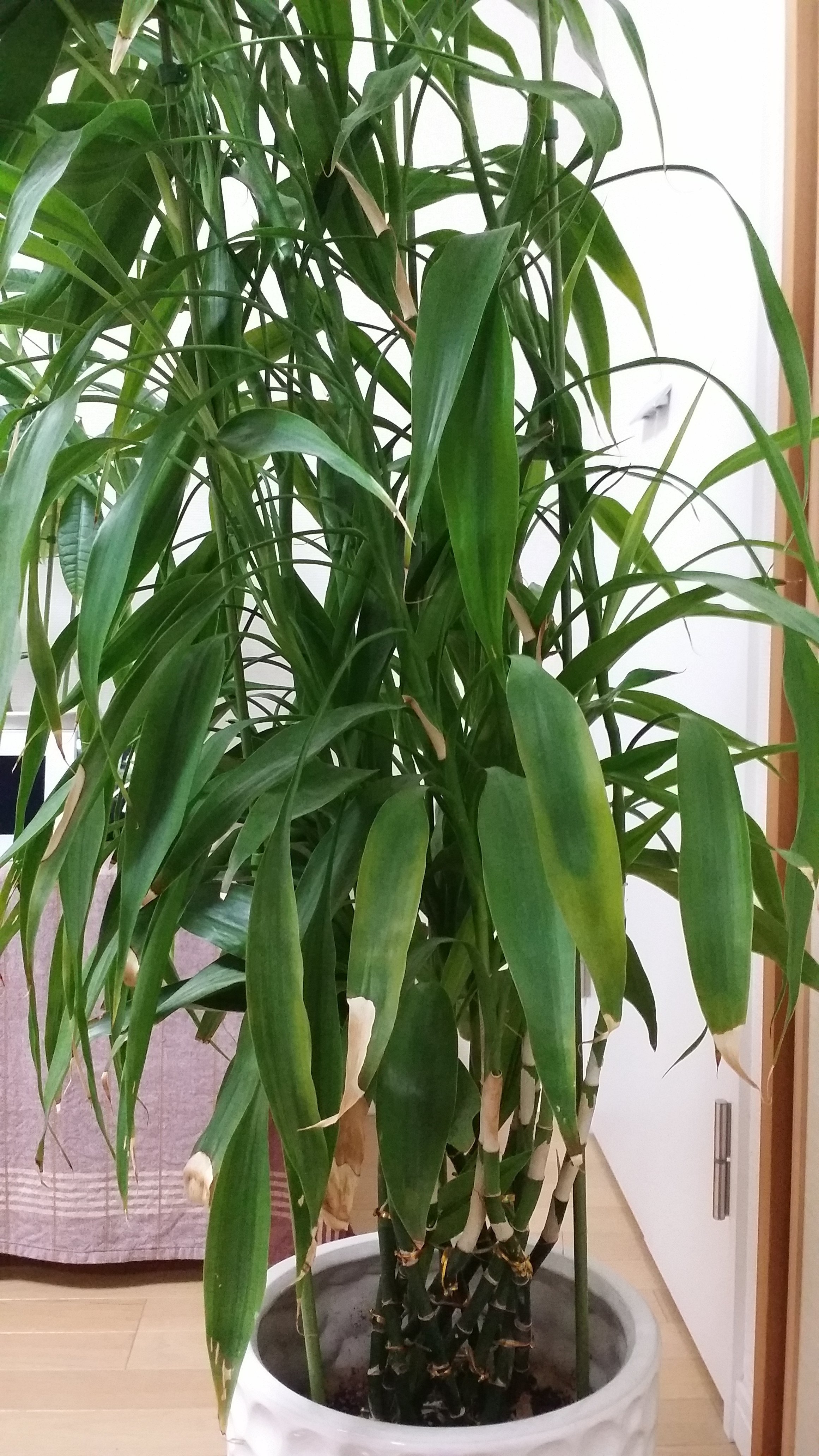 大きくなりすぎた観葉植物 - って、皆さんどうしてますか？うちでは大 