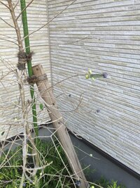 庭にオリーブとミモザの木を植えたいのですが 家を建てて６年になります Yahoo 知恵袋