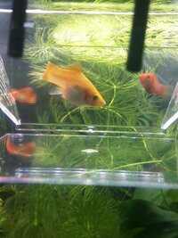 プラティの稚魚が産まれてました ２ヶ月飼ってるプラティが出産しまし Yahoo 知恵袋