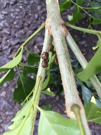 家に植えてあるシマトネリコに茶色い虫がたくさんついているのですが 駆除し Yahoo 知恵袋