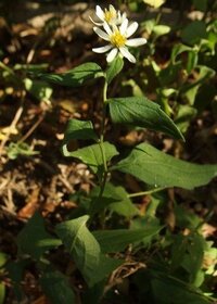 白い菊が赤くなる理由を教えて下さい ３年ほど 菊を育てて Yahoo 知恵袋