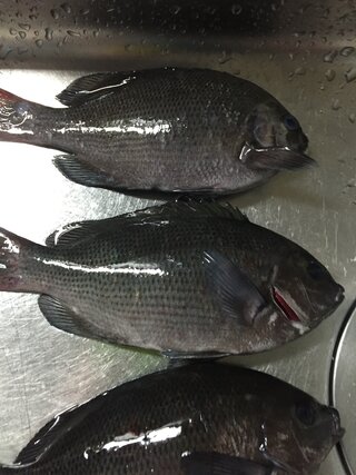 今日垂水でメジナを釣ったのですが刺身で食べられますか 寄生虫と Yahoo 知恵袋