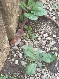 犬がマムシにかまれるとどうなりますか 犬がマムシにかまれて顔が Yahoo 知恵袋