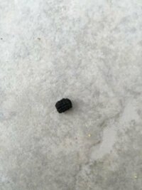 １週間前から黒い直径２ｍｍくらいの丸い糞が花壇の下に１００個 Yahoo 知恵袋