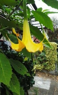 住宅の庭先のこの黄色いでかい花の名前をおしえてください Yahoo 知恵袋