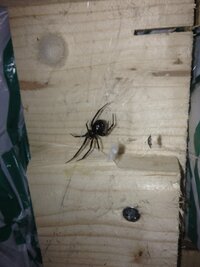 この蜘蛛の名前教えてください 場所は千葉で 車庫にいました 絵に描いたよ Yahoo 知恵袋