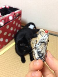 猫がネズミのおもちゃを噛み砕いたことがあるかうちの猫がマタタビのオマケに Yahoo 知恵袋