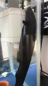 ブラックゴーストが餌を食べてくれません 家のブラックゴースト Yahoo 知恵袋