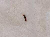赤茶色で５ くらいの細長い虫は何という虫でしょうか 毎年 夏頃に絨毯の間から Yahoo 知恵袋