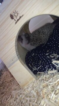 うちで飼ってるハリネズミは よく写真のように小屋の中の壁に下顎 Yahoo 知恵袋