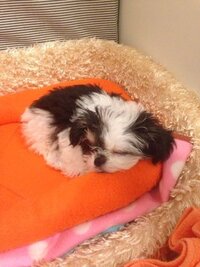 2文字か3文字でおしゃれな犬の名前教えてください 女の子 Yahoo 知恵袋