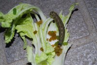 白菜が害虫にやられました 当初ｵﾙﾄﾗﾝ粒剤を使用 一回のみ この害虫 Yahoo 知恵袋