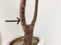 観葉植物 パキラの剪定 切り戻し について質問です 育てているパキラが細 Yahoo 知恵袋