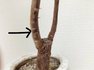 観葉植物 パキラの剪定 切り戻し について質問です 育てているパキラが細 Yahoo 知恵袋