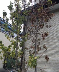 木が枯れてしまいました 新築時 家の西側に植栽していただいた木 名前がわかりませ 教えて 住まいの先生 Yahoo 不動産