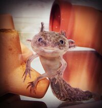 60cm水槽で10cmくらいのウーパールーパーは何匹飼えますか 循環器つ Yahoo 知恵袋