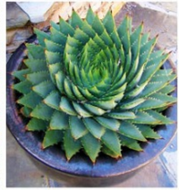 こちらのアガベの螺旋形の多肉の名前は 宜しくお願いいたします Http Yahoo 知恵袋