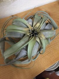 はじめまして キセログラフィカ エアプランツ について質問させ Yahoo 知恵袋