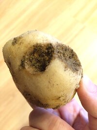 じゃがいもを掘ってみたら虫食いでした 結構大きい穴の虫食いがたくさんあ Yahoo 知恵袋