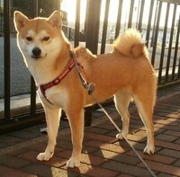 柴犬には たぬき顔とキツネ顔があるそうですが 私の柴犬は たぬ Yahoo 知恵袋