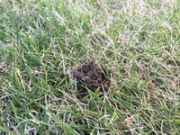 庭の芝生に何かの糞が沢山あり困っています。 何の糞かもわからないので対策も分かりません。

動物に詳しい方、何の糞か教えて下さい。
また、庭に糞をされない対策も教えて頂ければ助かります。