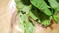 緊急です 青虫のエサを教えてください 大事に育ててきたのですが 昨日から葉っ Yahoo 知恵袋