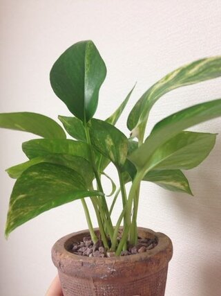 ポトスの成長 ガジュマルに引き続きこの子も質問させてくだ Yahoo 知恵袋