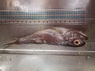 この魚の名前を教えて下さい 歯が鋭く目が大きいので深海の魚かと Yahoo 知恵袋