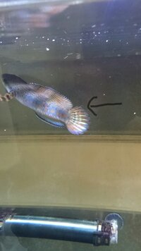 チャンナプルクラを飼っているのですが 尾びれに白いものが付いているのです Yahoo 知恵袋