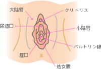 女性器の腫れ についてです この画像で言ったら処女膜のところの下の線のあ Yahoo 知恵袋