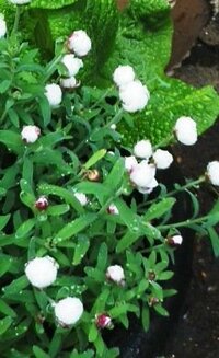 寄せ植えの植木鉢のこの白い花の名前をおしえてください 雨のせいか丸い花に Yahoo 知恵袋