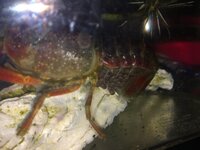 ザリガニの卵がオレンジ色に変わり まわりが毛羽立ってきた感じがします Yahoo 知恵袋