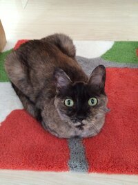 猫って何歳位まで体が大きくなっていきますか 自分の猫は１年と４月なんで Yahoo 知恵袋