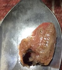 自家製梅干に謎のゼリー状の物体が 主人のおばあちゃんの形見わけで Yahoo 知恵袋