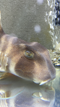 ネコザメを飼育している者です 今日ネコザメを見ようと水槽を覗いたら Yahoo 知恵袋