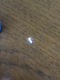 家の中で白い蜘蛛を見つけました なんという名前の蜘蛛でしょうか Yahoo 知恵袋