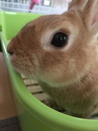 うちのうさぎです 鼻の上の毛の色がちょっと濃くなっている Yahoo 知恵袋